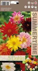Dālijas Unwinn Mixed цена и информация | Луковичные цветы | 220.lv