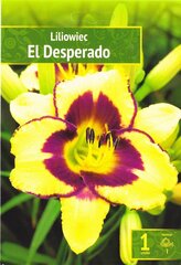 Dienziedes El Desperado cena un informācija | Sīpolpuķes | 220.lv
