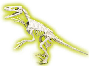 Dinozauru fosilija Velociraptor Clementoni 50639, zaļš cena un informācija | Rotaļlietas zēniem | 220.lv