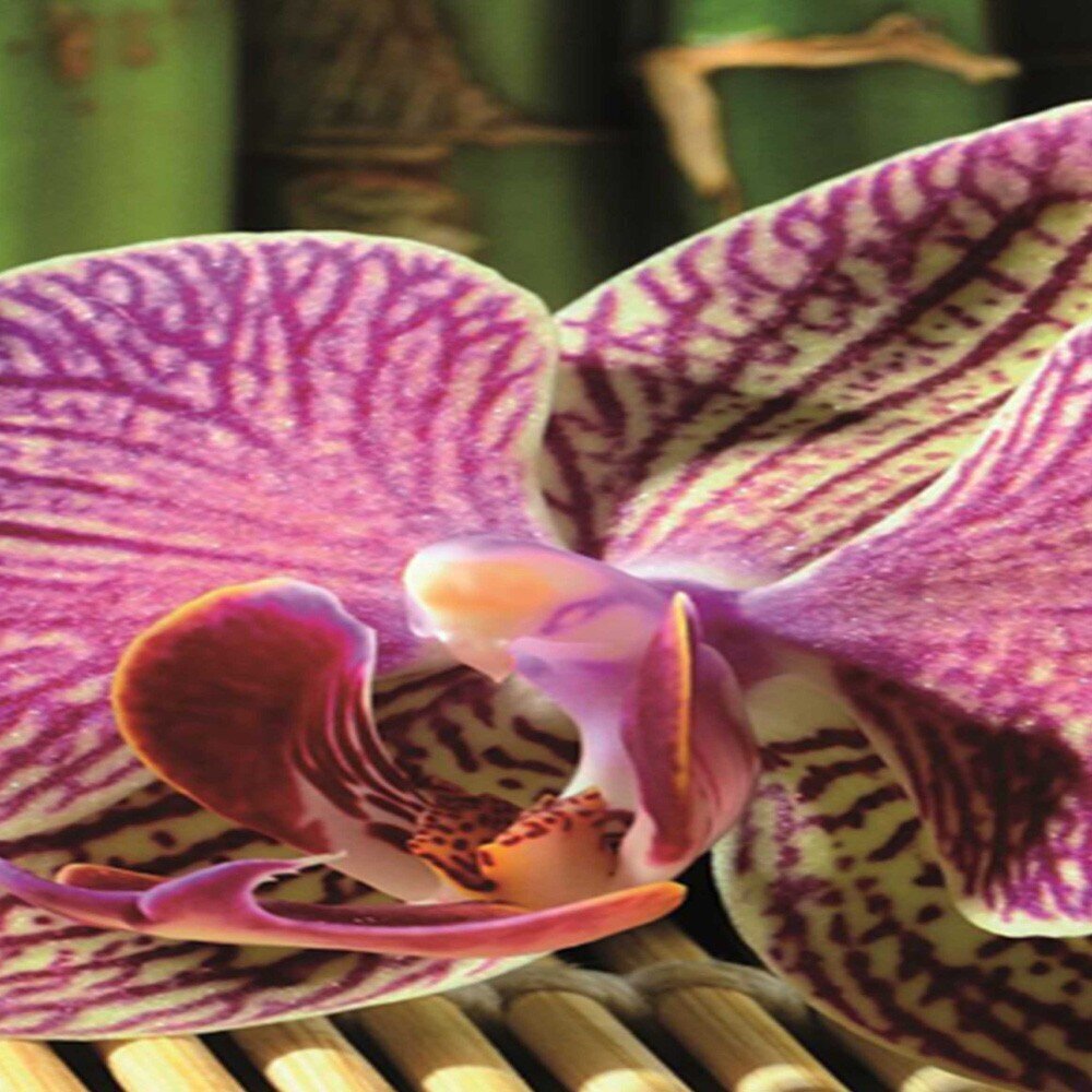 Aizslietnis Orhideja cena un informācija | Aizslietņi | 220.lv