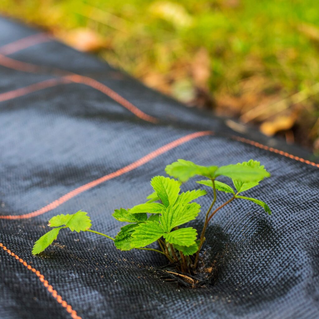 Agrotekstils pret nezālēm Springos AG0029 70g/m2 0,8x100m cena un informācija | Dārza instrumenti | 220.lv