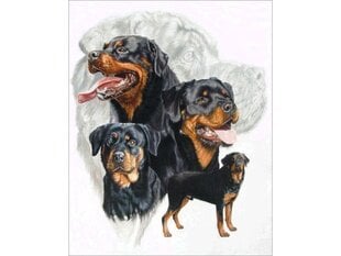 Dimantu mozaīka Rottweiler, 30x40cm cena un informācija | Dimantu mozaīkas | 220.lv