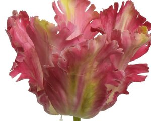 Mākslīgais zieds Tulpe cena un informācija | Mākslīgie ziedi | 220.lv