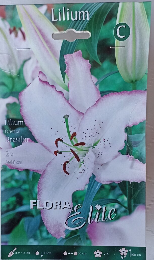 Lilijas Austrumu Brasilia, Flora Elite цена и информация | Sīpolpuķes | 220.lv