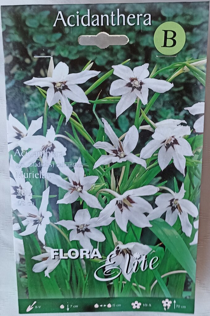 Acidantera Acidanthera Murielae, Flora Elite cena un informācija | Sīpolpuķes | 220.lv