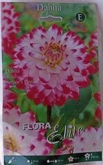 Dālija Senior's Dream Flora Elite cena un informācija | Sīpolpuķes | 220.lv