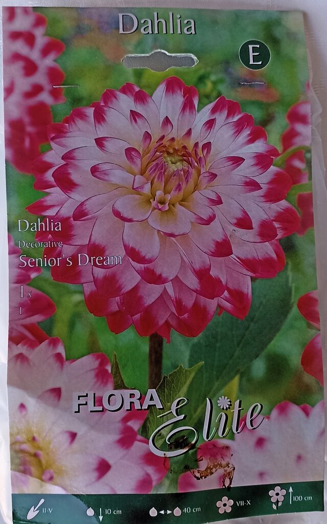 Dālija Senior's Dream Flora Elite цена и информация | Sīpolpuķes | 220.lv