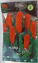 Arum italicum Flora Elite cena un informācija | Sīpolpuķes | 220.lv