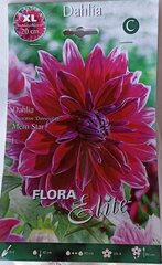 Георгина Mero Star Flora Elite цена и информация | Луковичные цветы | 220.lv