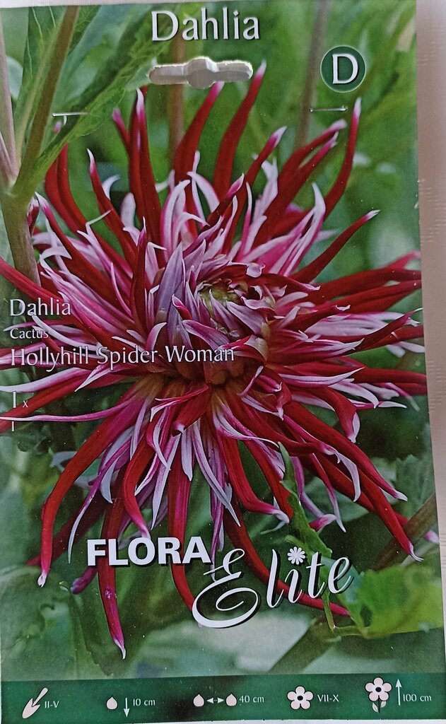 Dālija Hollyhill Spider Woman Flora Elite цена и информация | Sīpolpuķes | 220.lv