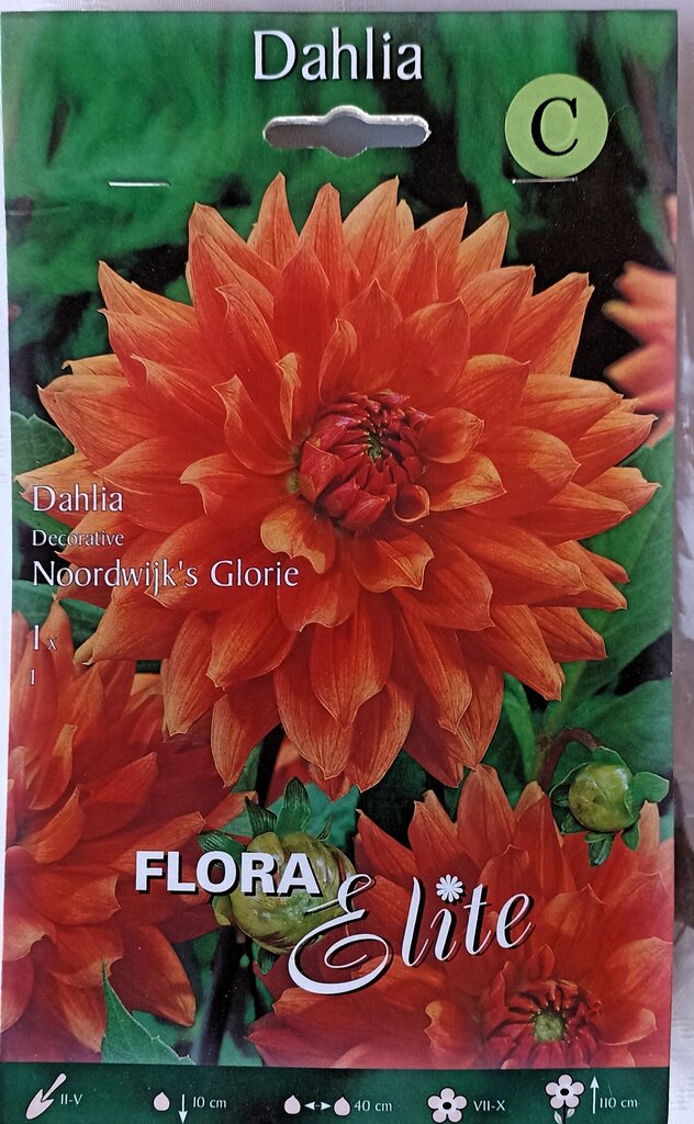 Dālija Noordwijk's Glorie Flora Elite цена и информация | Sīpolpuķes | 220.lv