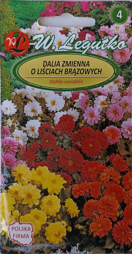 Vasaras dālijas ar brūnām lapām W. Legutko цена и информация | Puķu sēklas | 220.lv