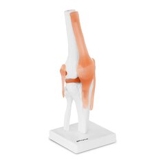 Анатомическая модель коленного сустава в масштабе 1:1. цена и информация | Развивающие игрушки | 220.lv