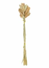 Dekoratīvs žāvēts laguruss, 35gab цена и информация | Искусственные цветы | 220.lv
