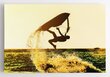 Glezna, 100x150 cm Saulriets okeānā ar ekstrēmo ūdenssportu cena un informācija | Gleznas | 220.lv