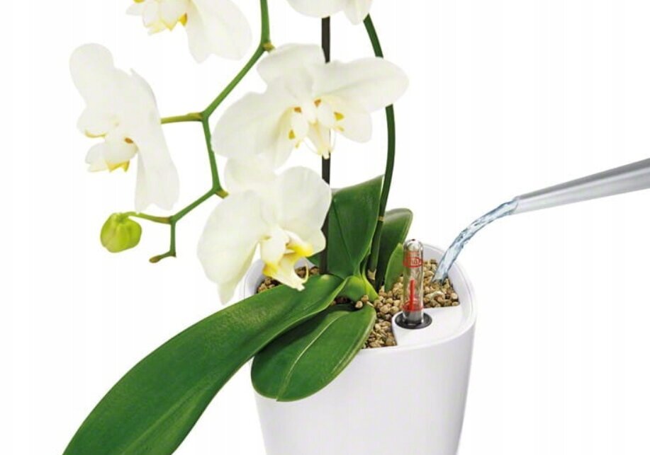 Orhideju pods Lechuza, 15x15x18 cm cena un informācija | Puķu podi | 220.lv