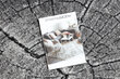 Rugsx paklājs Silver Tronko 80x810 cm cena un informācija | Paklāji | 220.lv