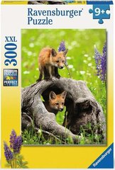 Puzle Ravensburger Curious Foxes, 300 d. cena un informācija | Puzles, 3D puzles | 220.lv