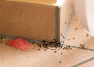 Порошок от муравьев VACO MAX - 1 кг. цена и информация | Средства от комаров и клещей | 220.lv