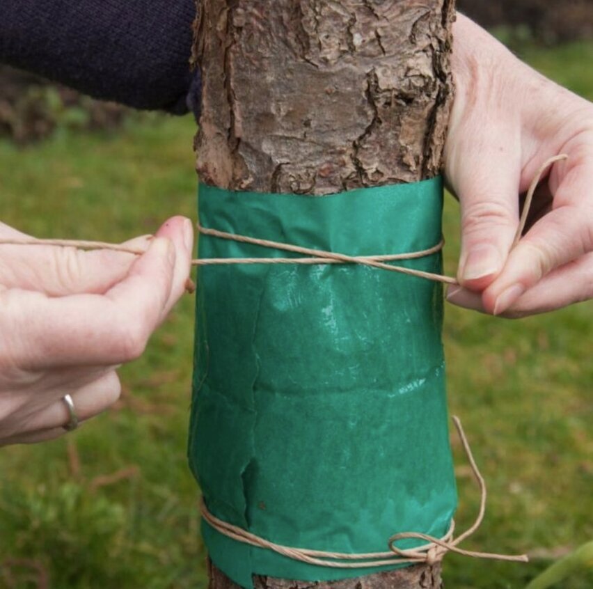 Guard'n care līme pret skudrām, mušām, zirnekļiem, 0,1 kg, 1 ml cena un informācija | Līdzekļi pret odiem un ērcēm | 220.lv