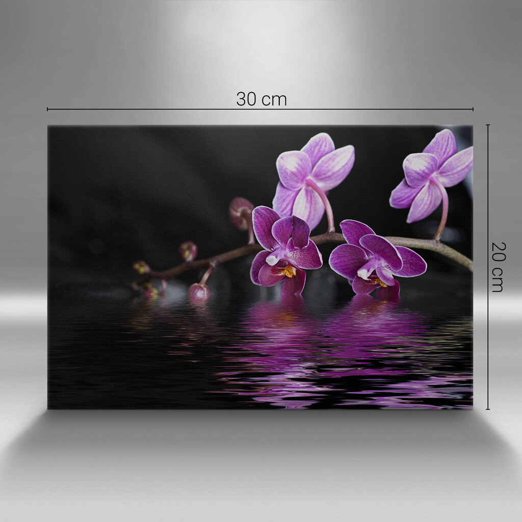 Glezna Rozā orhidejas zieds uz ūdens cena un informācija | Gleznas | 220.lv