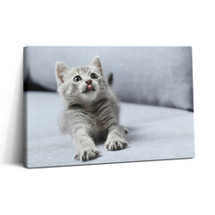 Glezna Burvīgs mazs kaķēns uz dīvāna cena un informācija | Gleznas | 220.lv
