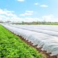 Ziemas agrotekstils Springos AG0008, 17g/m2, 100x1,6m, balts cena un informācija | Dārza instrumenti | 220.lv