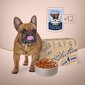 Club 4 paws Premium mitrā barība suņiem - Lasis un makrele mērcē 12 x 85g cena un informācija | Konservi suņiem | 220.lv