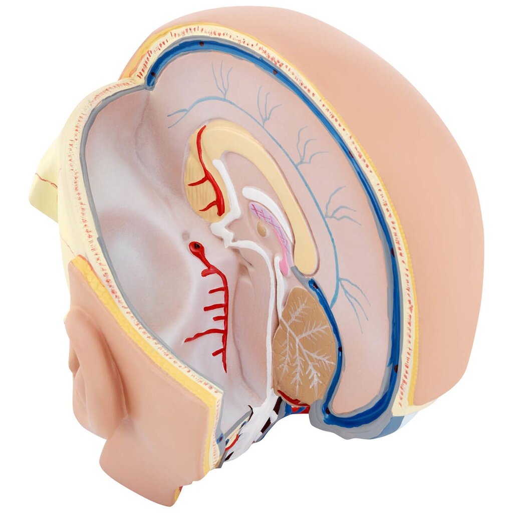 3D cilvēka galvas un smadzeņu anatomiskais modelis Physa cena un informācija | Attīstošās rotaļlietas | 220.lv