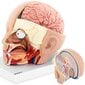 3D cilvēka galvas un smadzeņu anatomiskais modelis Physa cena un informācija | Attīstošās rotaļlietas | 220.lv