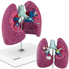 Cilvēka plaušu Physa 3D anatomiskais modelis cena un informācija | Attīstošās rotaļlietas | 220.lv