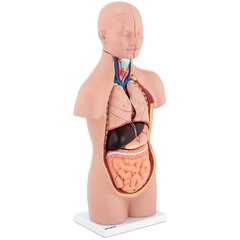 3D анатомическая модель туловища человека со съемными органами цена и информация | Развивающие игрушки | 220.lv