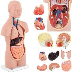 Cilvēka ķermeņa 3D anatomiskais modelis ar izņemamiem orgāniem Physa cena un informācija | Attīstošās rotaļlietas | 220.lv