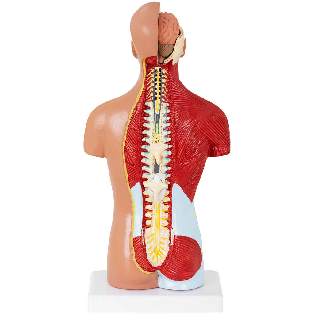 Cilvēka ķermeņa 3D anatomiskais modelis cena un informācija | Attīstošās rotaļlietas | 220.lv