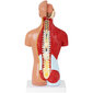 Cilvēka ķermeņa 3D anatomiskais modelis cena un informācija | Attīstošās rotaļlietas | 220.lv