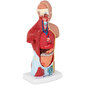 Cilvēka ķermeņa 3D anatomiskais modelis cena un informācija | Attīstošās rotaļlietas | 220.lv
