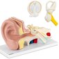 Physa 3D cilvēka auss anatomiskais modelis Physa cena un informācija | Attīstošās rotaļlietas | 220.lv