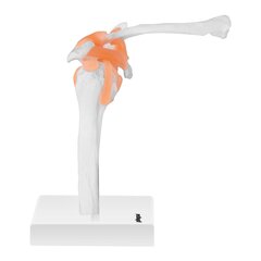 Анатомическая модель плечевого сустава в масштабе 1:1. цена и информация | Развивающие игрушки | 220.lv