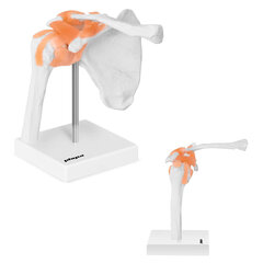 Анатомическая модель плечевого сустава в масштабе 1:1. цена и информация | Развивающие игрушки | 220.lv