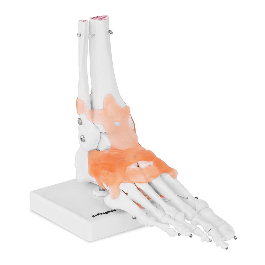 Potītes locītavas anatomiskais modelis ar saitēm Physa cena un informācija | Attīstošās rotaļlietas | 220.lv