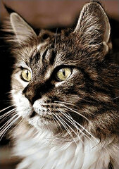 Dimantu mozaīka Cat at Home WD212, 20х30 cm цена и информация | Алмазная мозаика | 220.lv