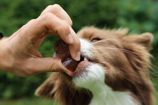 Geloren Small Dog 180g - Papildinošs maisījums, želejas pupiņas maziem suņiem, 60 gab. cena un informācija | Vitamīni, uztura bagātinātāji, pretparazītu līdzekļi suņiem | 220.lv