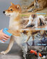 Suņu ķepu mazgāšanas ierīce Electronics LV-2025, 1 gab. цена и информация | Kopšanas līdzekļi dzīvniekiem | 220.lv