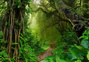 Consalnet Фотообои флизелиновые Jungle 416x254 cm 14565VEXXXL цена и информация | Фотообои | 220.lv