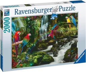 Puzle Ravensburger Jungle parrots, 2000 d. cena un informācija | Puzles, 3D puzles | 220.lv