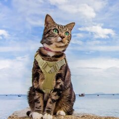 Тактические кошачьи лакомства цена и информация | Поводки и ошейники для кошек | 220.lv