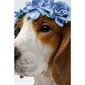 Deco Object Fiori Beagle 47cm цена и информация | Interjera priekšmeti | 220.lv