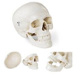 Cilvēka galvaskausa anatomiskais modelis 1:1 mērogā + Zobi 3 gab. 10095231 цена и информация | Другие оригинальные подарки | 220.lv