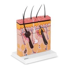 Cilvēka ādas šķērsgriezuma anatomiskais modelis 10095381 cena un informācija | Citas oriģinālas dāvanas | 220.lv