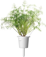 Komplektā 3 produkti. Click & Grow Smart Garden uzpilde Dilles 3gb. cena un informācija | Garšvielas, garšvielu komplekti | 220.lv